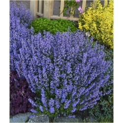 nasiona Kocimiętka lawend-niebies szt.10 Flxx132